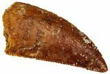 Serrated Raptor Tooth - Real Dinosaur Tooth #299672-1